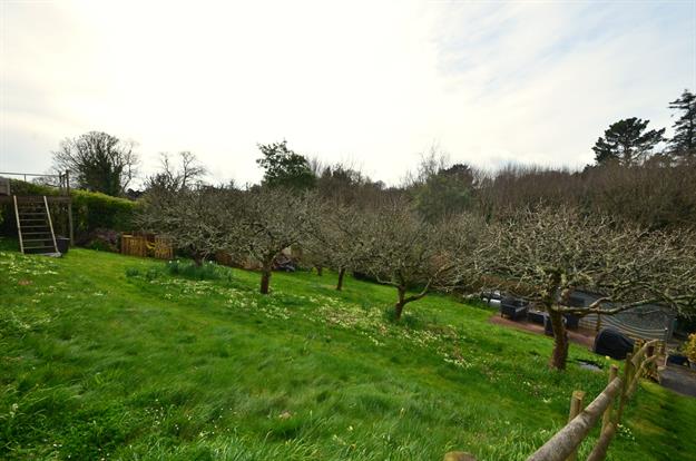 The Established Orchard