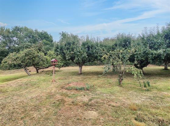 Fruit Trees
